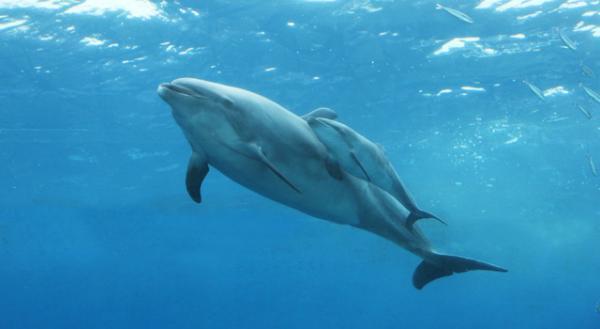 横浜・八景島シーパラダイスにて、バンドウイルカの赤ちゃんが誕生！