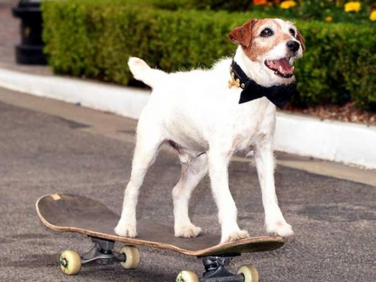 アーティスト の名演で知られる俳優犬 アギー 13歳で亡くなる 2015年8月13日 ウーマンエキサイト