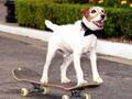 『アーティスト』の名演で知られる俳優犬・アギー、13歳で亡くなる