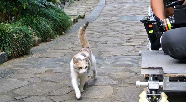 【特別映像】話題の朝ドラ女優“猫”、劇場マナー予告に単独主演！『先生と迷い猫』