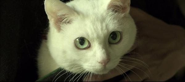 【予告編】『猫侍』北村一輝、LiLiCoに“壁ドン”をお願い!?「ウルトラ可愛かった」