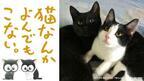 風間俊介主演『猫なんかよんでもこない。』公開に向け、”猫映画祭”プロジェクトが始動