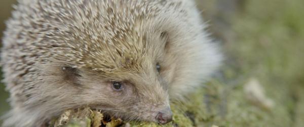“愛ハリ家”必見！「守ってあげたい」野生のハリネズミに注目『シーズンズ　2万年の地球旅行』