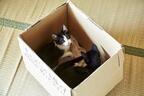 “猫×箱”は最高の相性！『猫なんかよんでもこない。』萌えオフショット到着