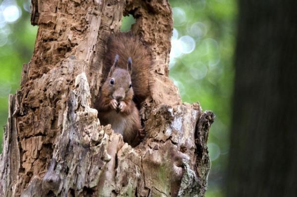 【特別映像】史上最もキュートなドングリ争奪戦！『シーズンズ 2万年の地球旅行』