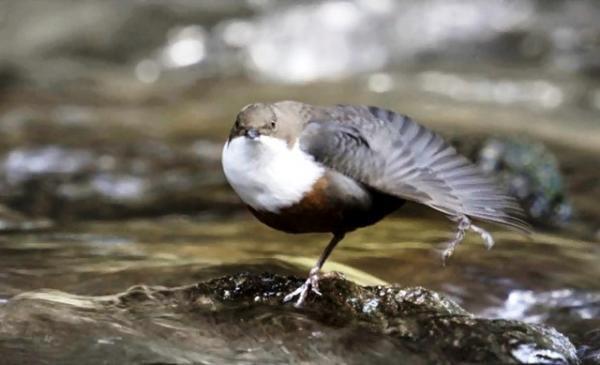 決め手は“ノリ”!?　野鳥の“求愛ダンス”にキュン！『シーズンズ』本編映像解禁
