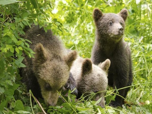 動物たちが続々と主役級に！『シーズンズ　2万年の地球旅行』『パディントン』ほか
