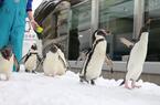 ペンギンをより身近に…「仙台うみの杜水族館」にて「ペンギン祭り」開催