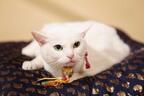 猫の日記念「猫侍」あなごの秘蔵写真一挙公開！悶絶必至の激萌え“子猫”時代も