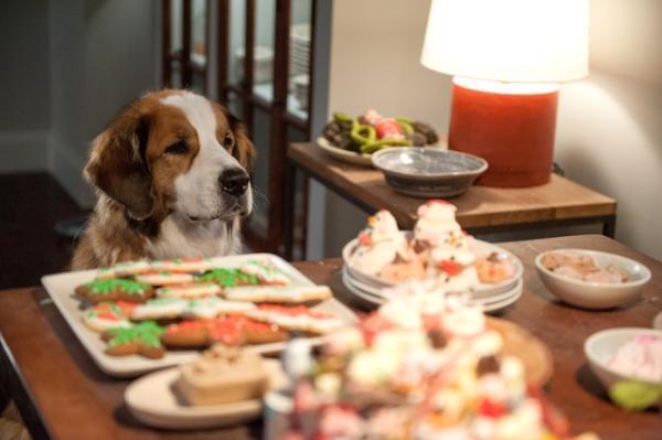 【特別映像】特技はつまみ食い！家族の“秘密”を握る!? 愛犬に注目『クーパー家の晩餐会』