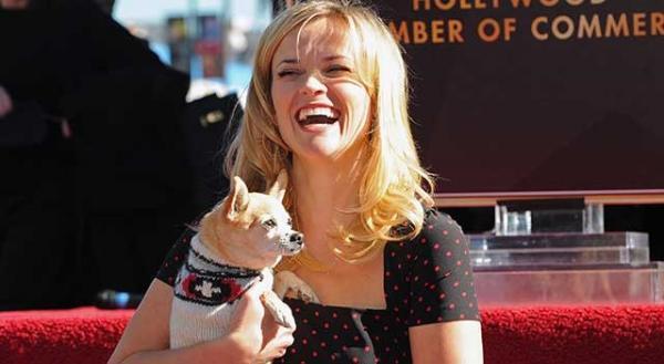 リース・ウィザースプーンの“相棒”『キューティ・ブロンド』のチワワが18歳で死去