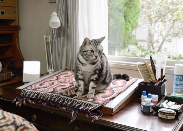 【特別映像】子猫たちも活躍!? 宮沢りえ主演「グーグーだって猫である2」オフ映像到着