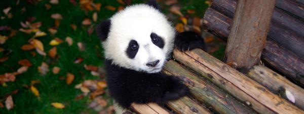 超癒し系“パンダ”の貴重映像をいつでも！Huluに新登場