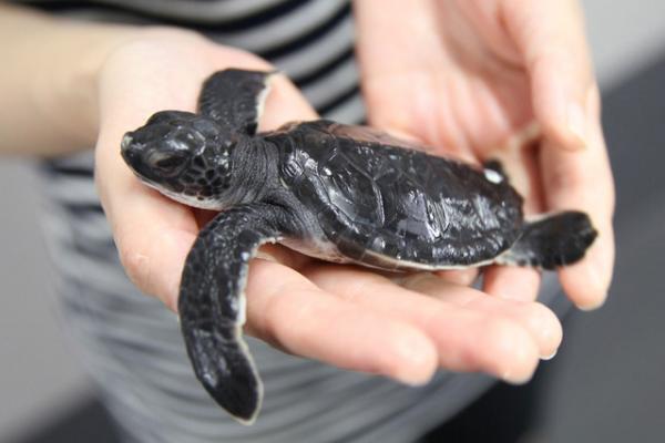 「すみだ水族館」にてスタジオジブリ最新作『レッドタートル』の特別展が開催！