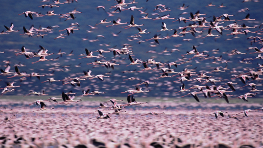 見上げてごらん、広い空vol.1　フラミンゴに見る、壮大なライフサイクルのドラマ