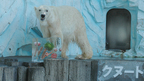 夏に負けるな！　『クヌート』から日本のホッキョクグマへ“氷”暑中見舞い
