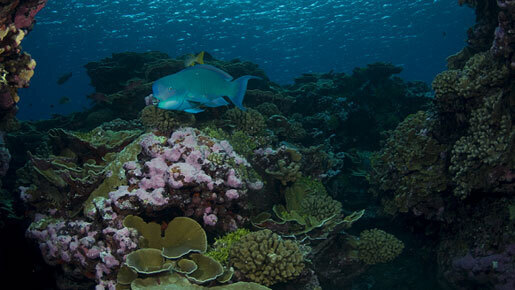 ナショジオ×ハワード・ジョーンズがタッグ　環境保護伝えるミュージック映像が街頭に