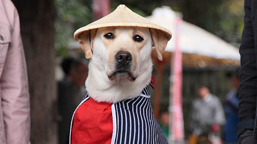 日本代表にもご利益？　きな子、劇中コスプレ写真＆日本代表バージョンも到着！