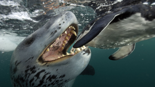 命の息吹、生の瞬間がここに！　「BBC EARTH ライフ」劇中写真を初公開