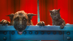 動物好き必見！キュート＆ふてぶてしい犬猫が競演『キャッツ＆ドッグス』特別映像到着