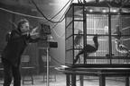 【特別映像】ティム・バートン、エヴァ・グリーンの魅力は「鳥に似ている」から!?