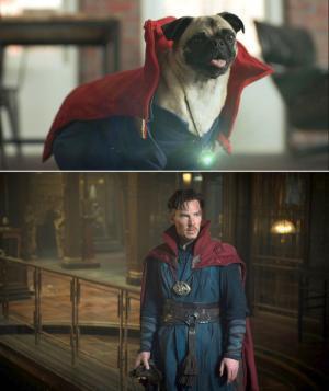 ドクター・ストレンジやアイアンマンがワンちゃんに!? 特別映像到着