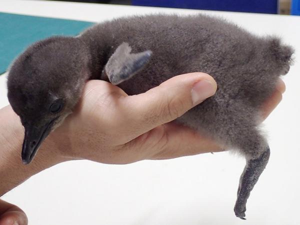 酉年にめでたい！ケープペンギンの赤ちゃんが2羽誕生「サンシャイン水族館」