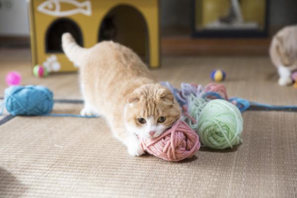 『ねこあつめの家』出演のスターねこ大集合！写真集「もふあつめ」が発売決定