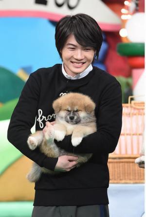 神木隆之介＆土屋太鳳らが日本犬の赤ちゃんたちと共演「天才！志村どうぶつ園」