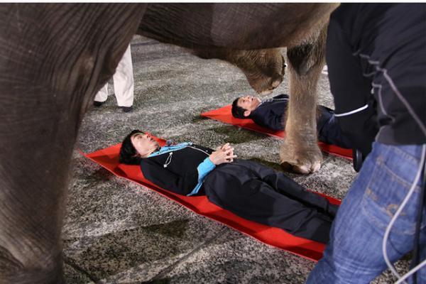 菅田将暉、さんまと巨大象に踏まれる!? 転職トーク「さんまの転職DE天職6」