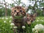 【予告編】吉岡里帆のナレ披露！岩合光昭が撮る世界のネコたちに「幸せが込み上げました」