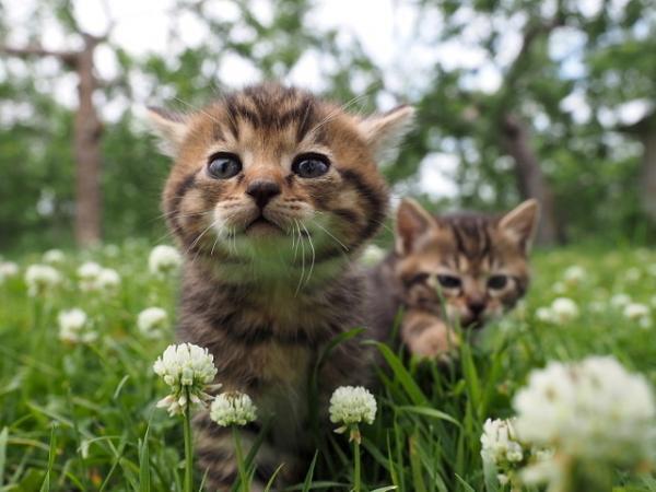 【予告編】吉岡里帆のナレ披露！岩合光昭が撮る世界のネコたちに「幸せが込み上げました」