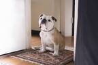 “愛すべき”俳優犬・ネリー、ブチャかわ独占写真＆映像公開！『パターソン』