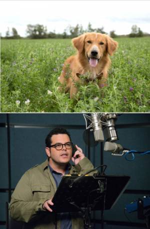 ジョシュ・ギャッド、箱ティッシュを手に大泣き！『僕のワンダフル・ライフ』