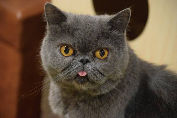 吉祥寺ねこ祭り企画「ねこだらけ上映会」開催！上映作品は『ねこあつめの家』