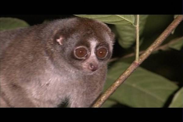 吉岡里帆、動物たちの“特殊能力”に驚愕!?「新どうぶつ奇想天外！」