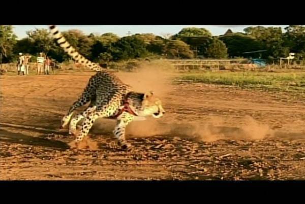 吉岡里帆、動物たちの“特殊能力”に驚愕!?「新どうぶつ奇想天外！」