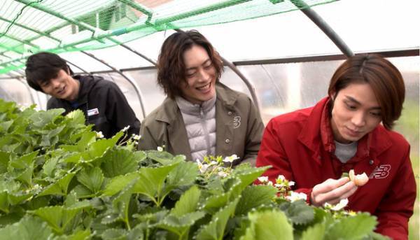 磯村勇斗＆庄野崎謙＆山口大地、イチゴ狩りで少年のような表情に！「男子旅」