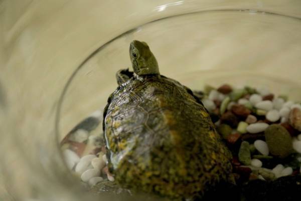 『カメ止め』上田慎一郎監督のオリジナル脚本映画“夏”公開！ カメラの次はカメ…？