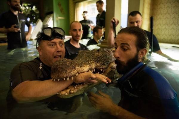 リアルな"凶暴ワニ”との対決に「引き込まれた」『クロール』