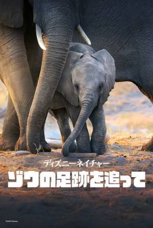 メーガン妃が思い込めて語る『ディズニーネイチャー／ゾウの足跡を追って』「人間と共通点が多い」