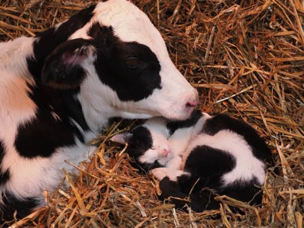 子ウシと一緒にお昼寝も…牧場のネコ写真到着『劇場版 岩合光昭の世界ネコ歩き』最新作
