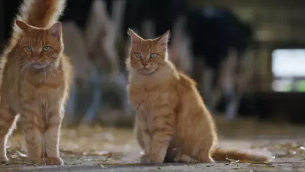 そっくり親子、ウシの通り道で毛繕い『劇場版 岩合光昭の世界ネコ歩き』