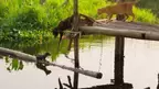 ミャンマー、湖上で暮らすネコ家族に試練が…『劇場版 岩合光昭の世界ネコ歩き』本編映像