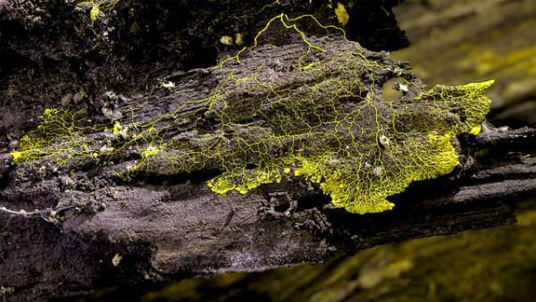 きのこが地球を救う？神秘的な世界へ誘う『素晴らしき、きのこの世界』冒頭映像