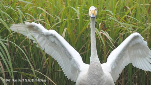 ドキュメンタリー映画新ブランド「TBS DOCS」誕生、天海祐希語りによる『私は白鳥』公開へ