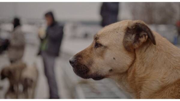 ほぼ犬目線のドキュメンタリー『ストレイ 犬が見た世界』公開決定＆ポスタービジュアル解禁