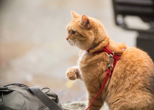 ボブ＆ジェームズが歌で人々を笑顔に『ボブという名の猫2』本編映像