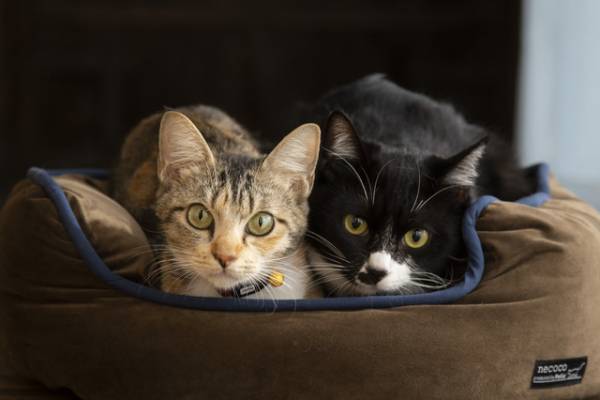 「ねこ物件」古川雄輝＆細田佳央太らと過ごす猫たち画像到着！予告編＆SPダイジェスト映像