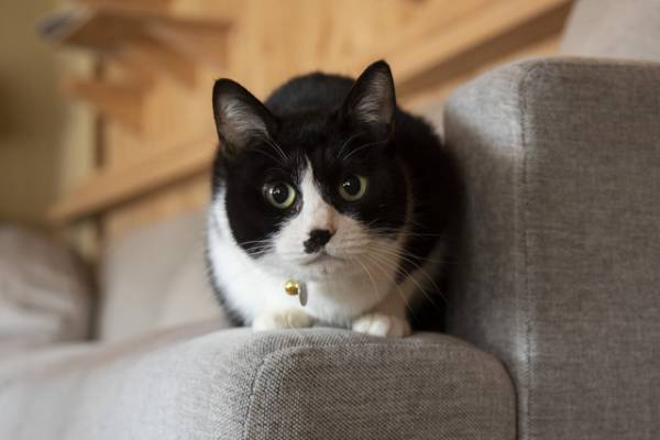 「ねこ物件」古川雄輝＆細田佳央太らと過ごす猫たち画像到着！予告編＆SPダイジェスト映像